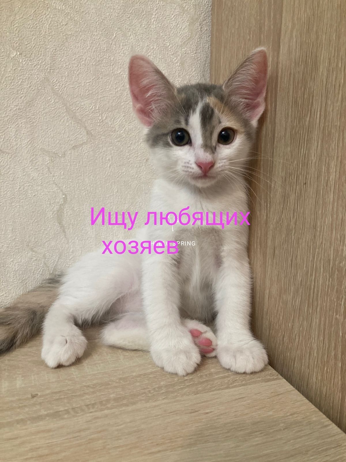 Котята в хорошие и добрые руки