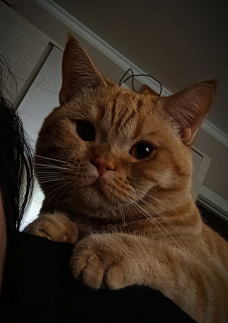 Котик ищет себе кошечку
