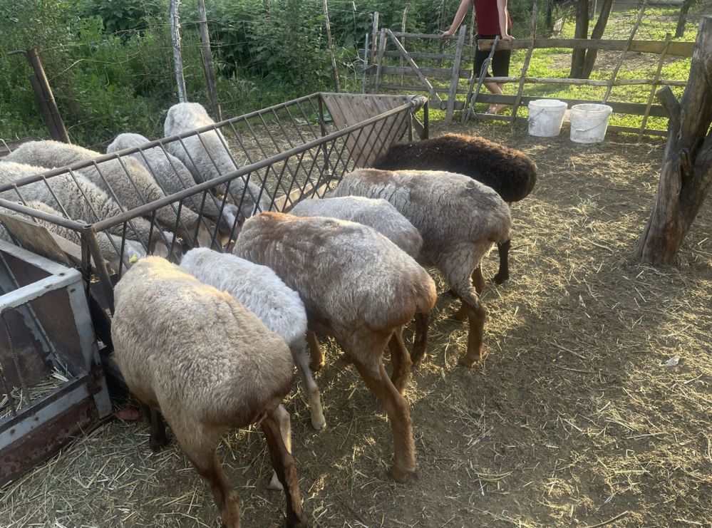 Продам баранов и ягнят