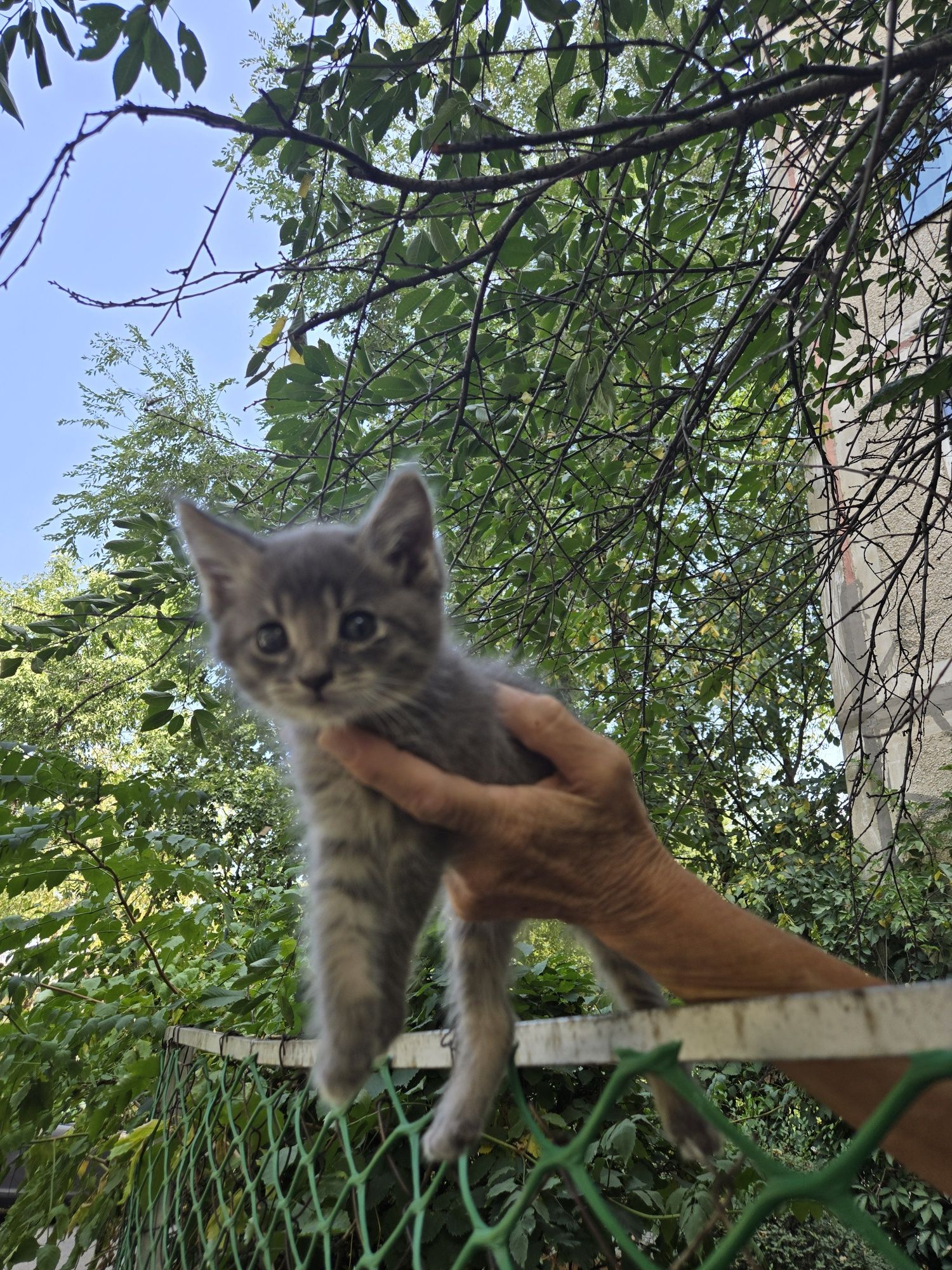 Отдаются   милые котята