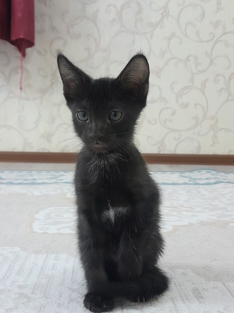 Котята 2  месяца