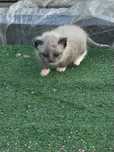 Котят отдам в хорошие руки