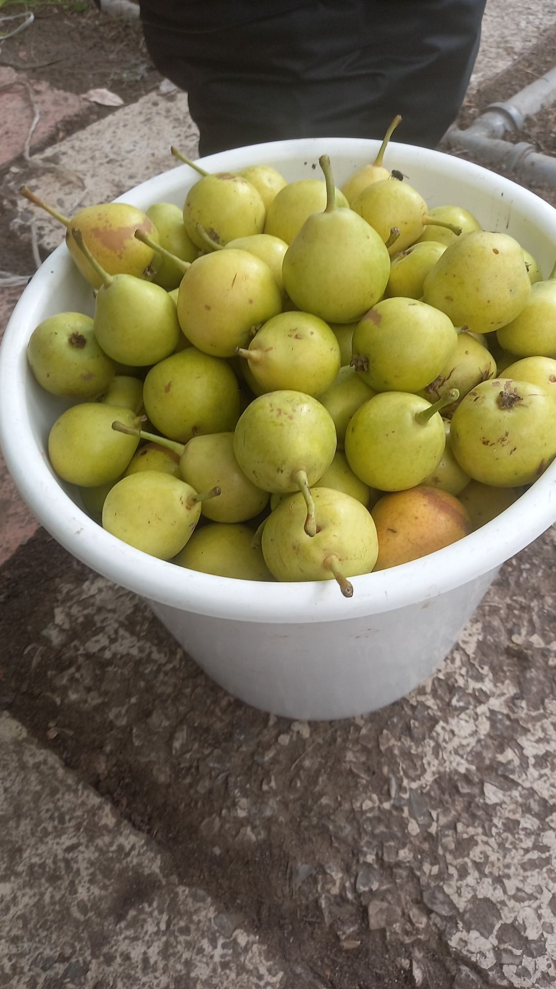 Груша садовая вкусная не совсем крупная