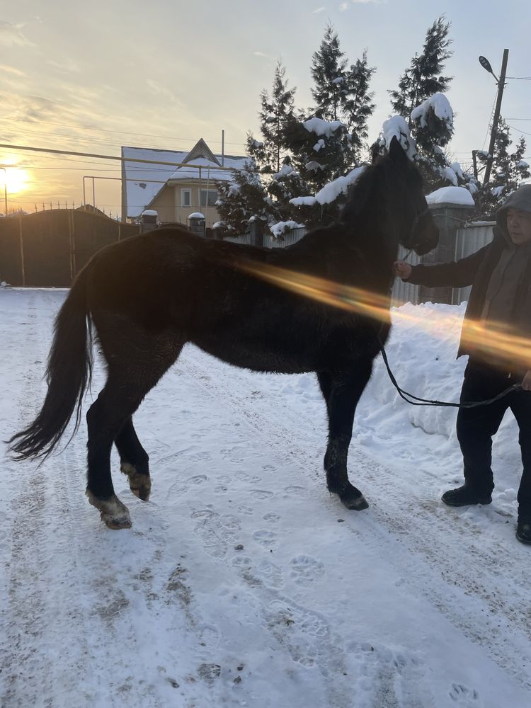 Лошадь 3 года