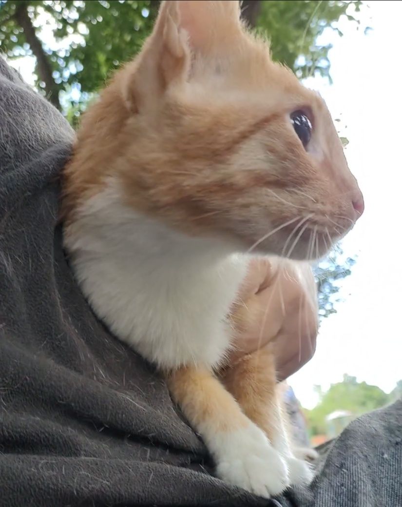 Кот, котенок подросточек, кастрирован