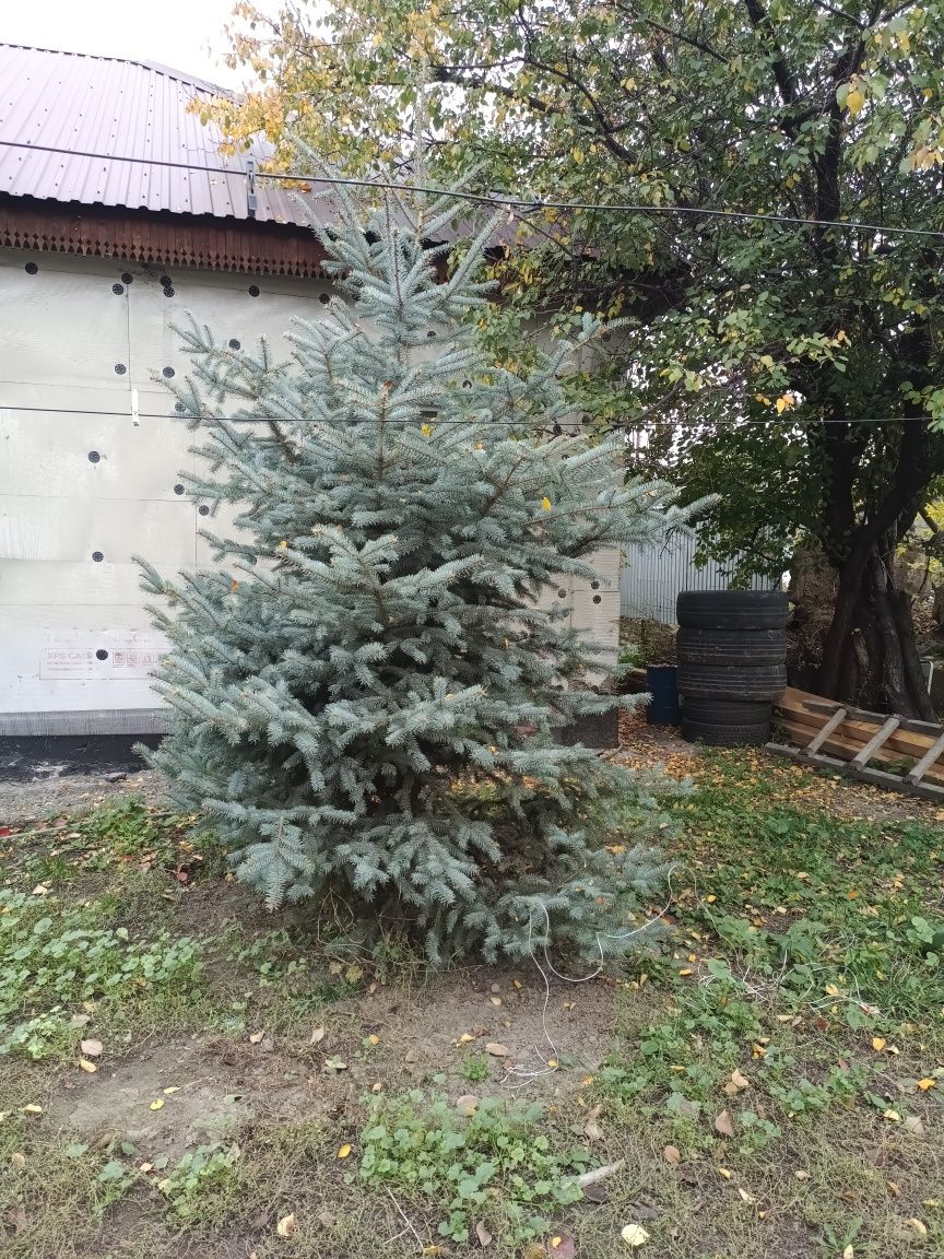 Продам ёлок маленькую по 7000тг большую за 30000тг