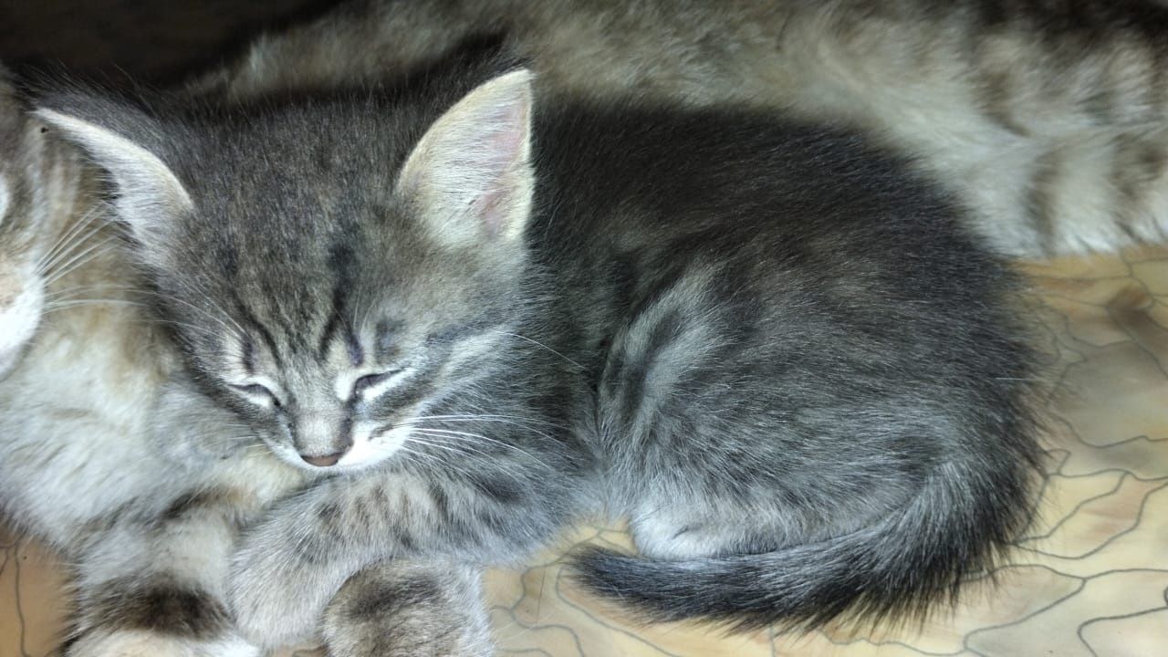 Отдам котят бесплатно