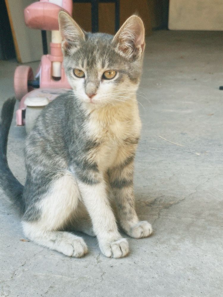 котёнок домашный
