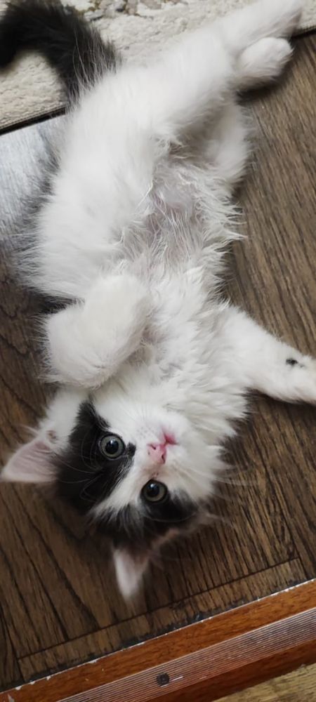 Котенок мальчик в хорошие руки