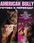Щенок (девочка) американского булли
