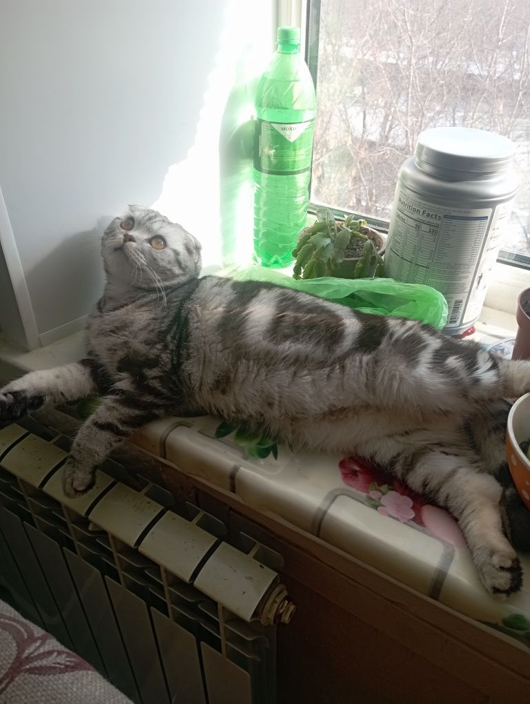 Ищу кошку для вязки