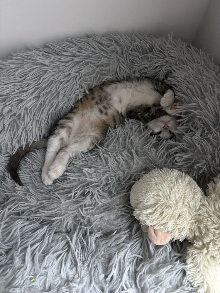 Отдам котенка только в любящие добрые руки
