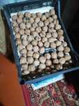 Продам орехи грецкие, 500 тг за кг