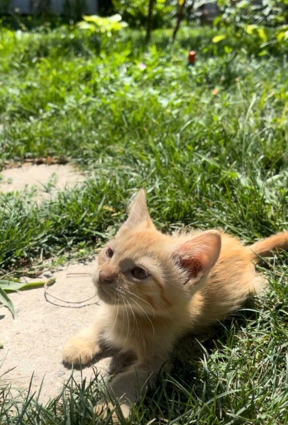 Котята крысоловы