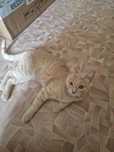 Отдадим кошки, кот, котят
