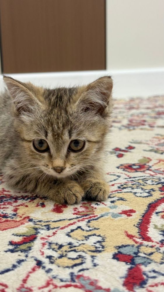 Отдам котенка в хорошие руки