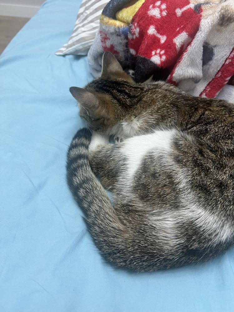 Кошка 6 месяцев