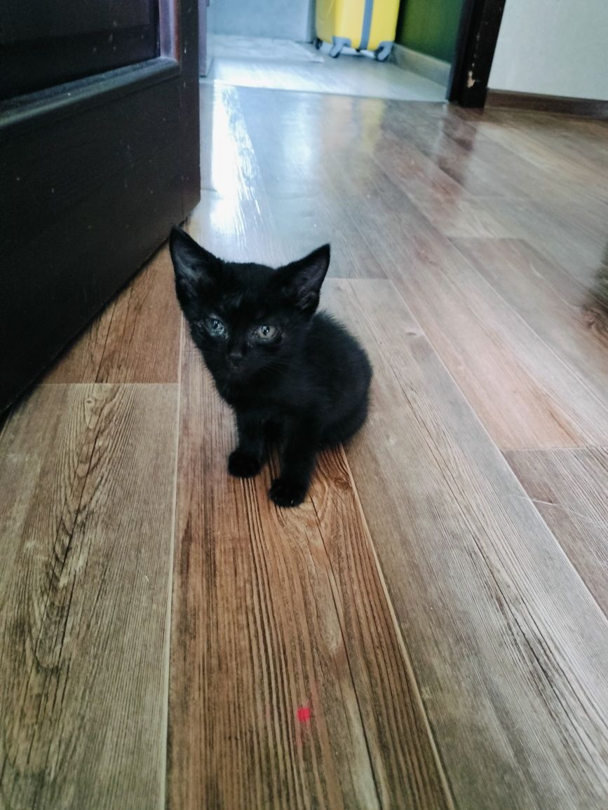 Котенок в хорошие руки