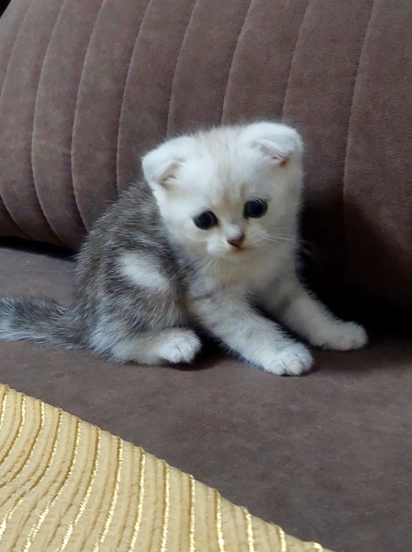 Котята скотиш страйт и скониш фолд