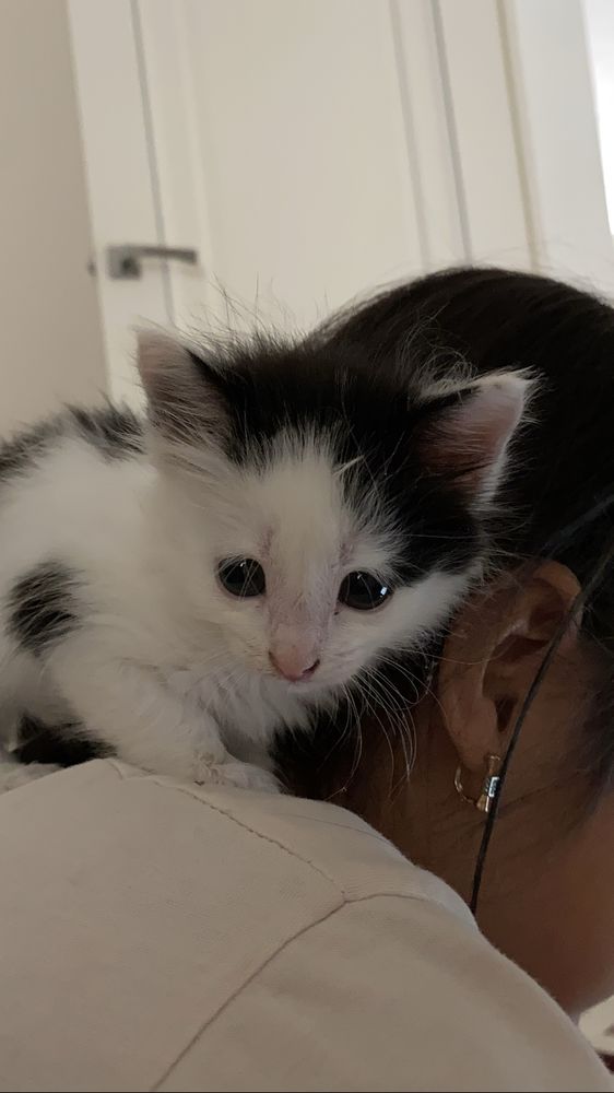 Котёнок в добрые руки