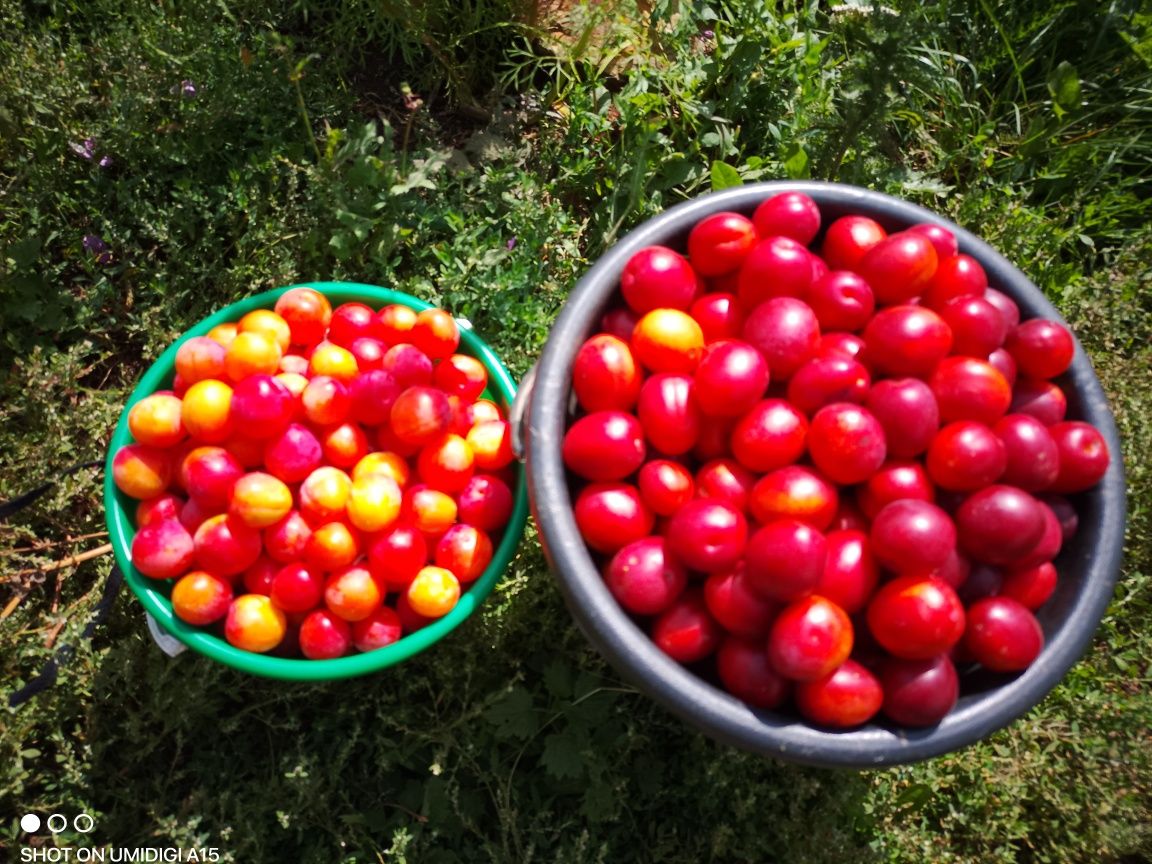 Продам сливу дачную