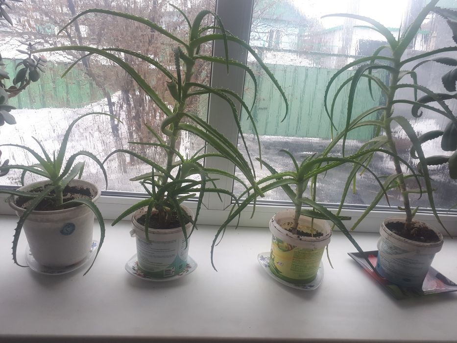 Продаю алое средние