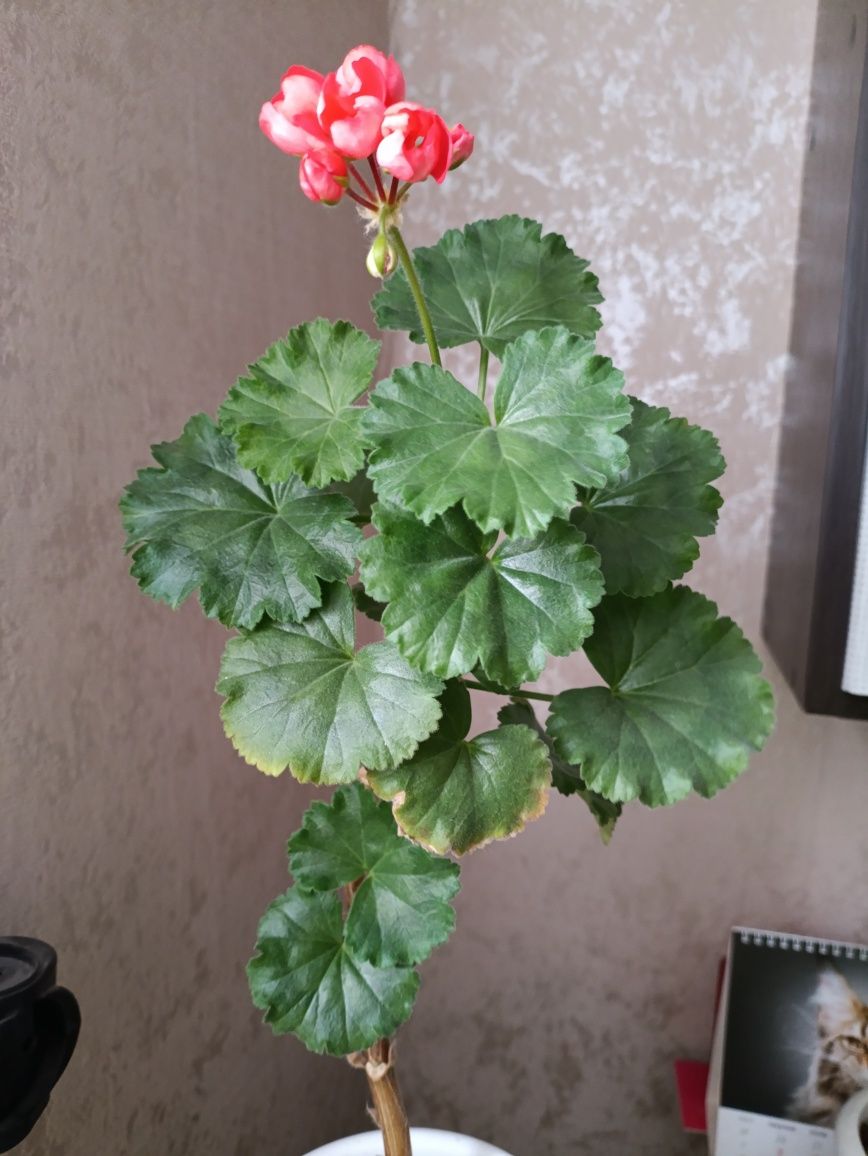 Пеларгония сортовая