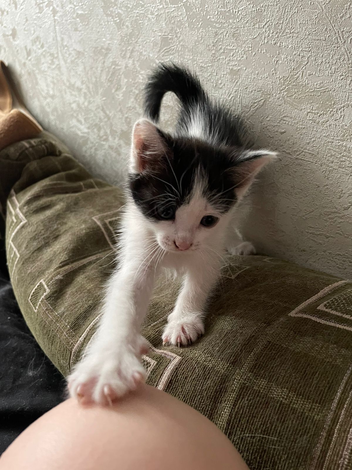 Кошечка крысыловка
