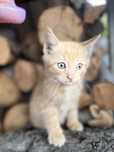 Котик в добрые руки