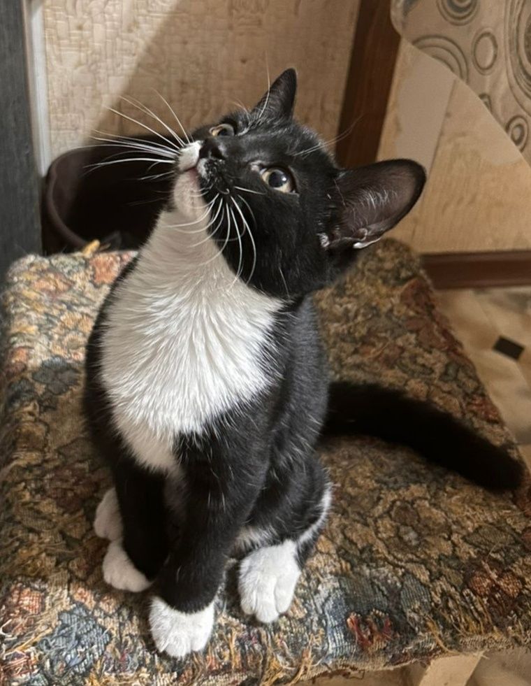Котята ищут семью