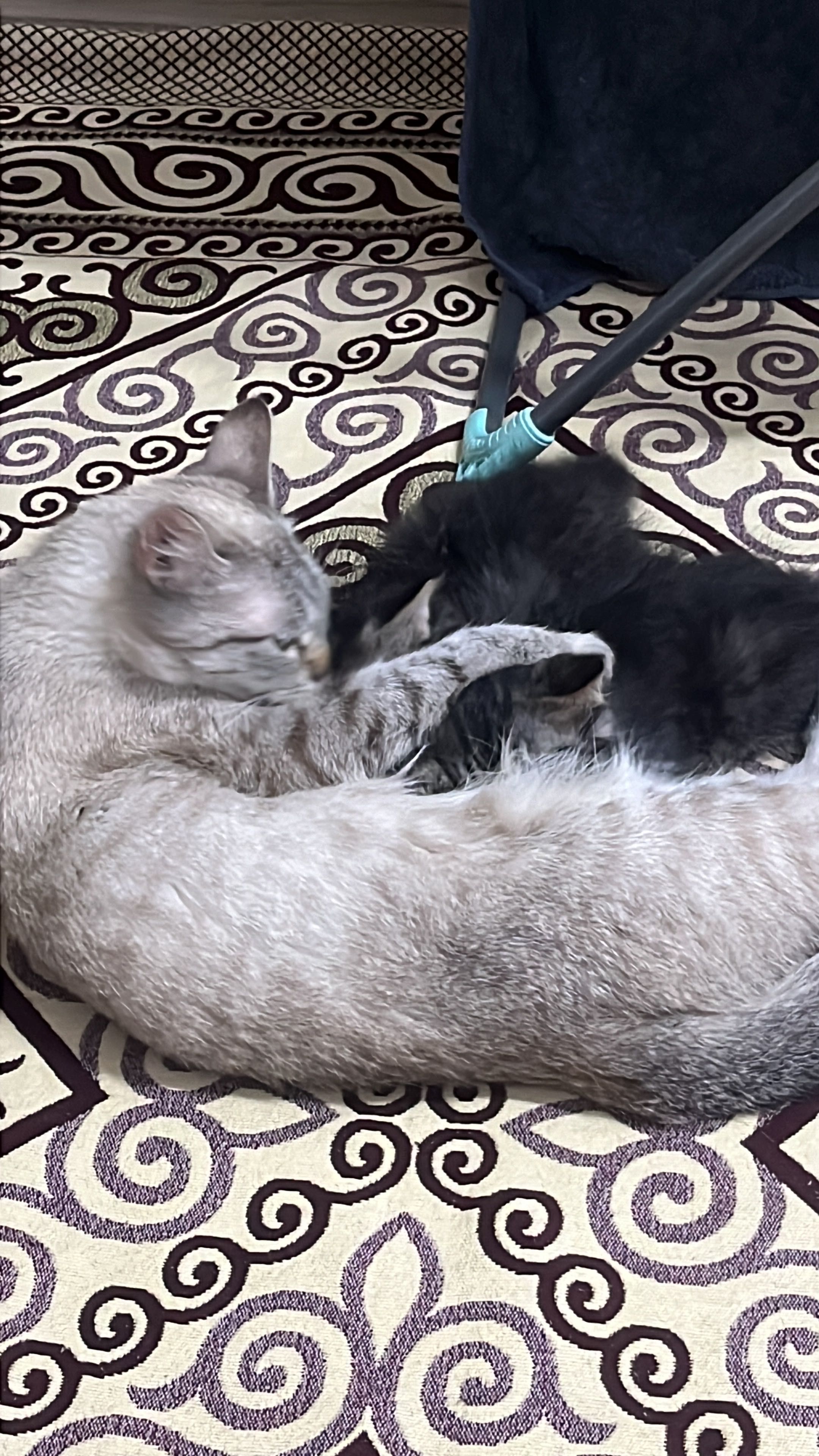 Отдам котят бесплатно