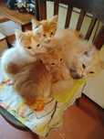 Котята рыжие красивые