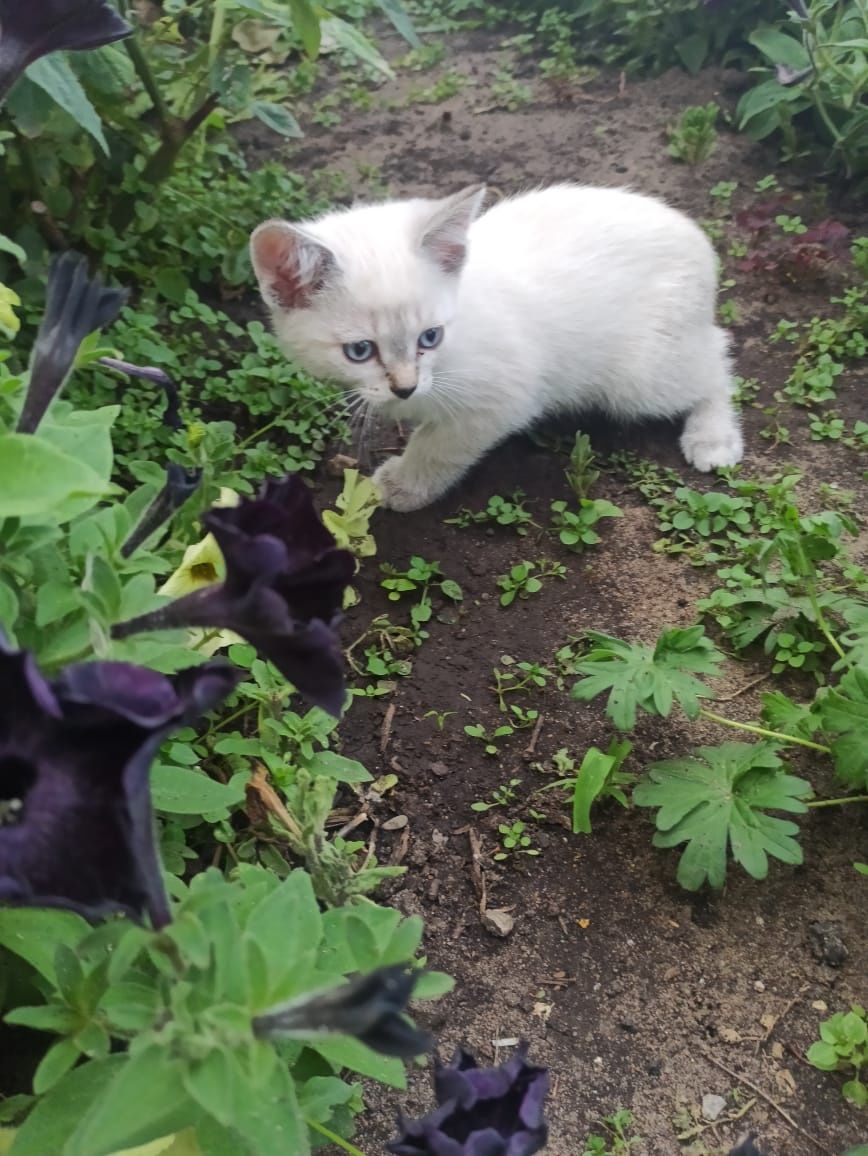 Отдам котят в добрые руки