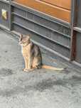 Нашли домашнюю кошку