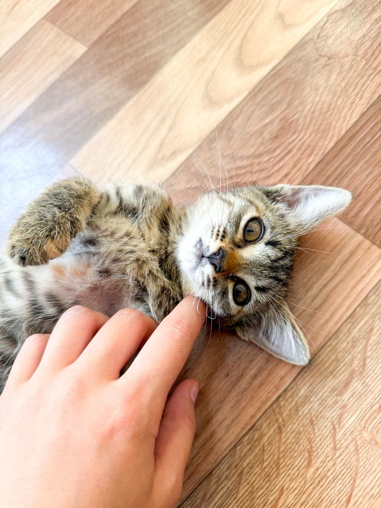 Котенок ищет семью