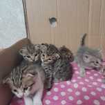 Котята шотландские  вислоухие