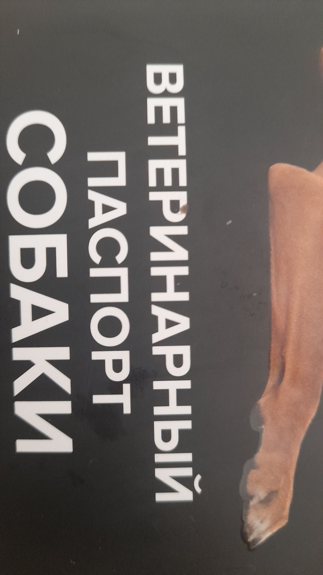 Собака Пид-бультерерь обмен на электро самокат или мопед