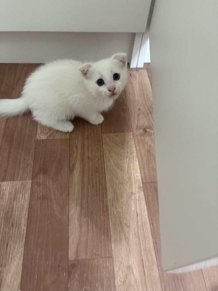 Котята вислоухие