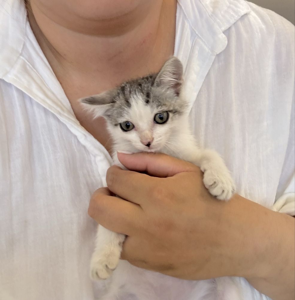 Котёнок ищет семью