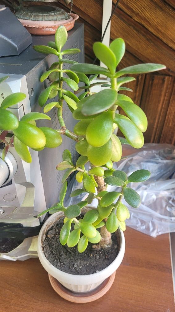 Продам живое дерево