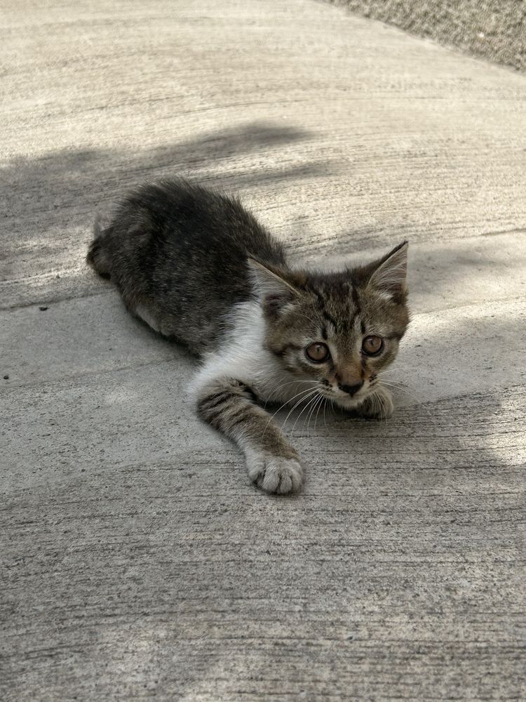 Котенок примерно 3-4 месяца