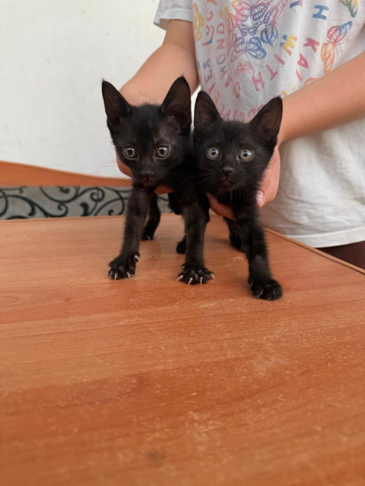 Котята 3 мальчика 1 девочка