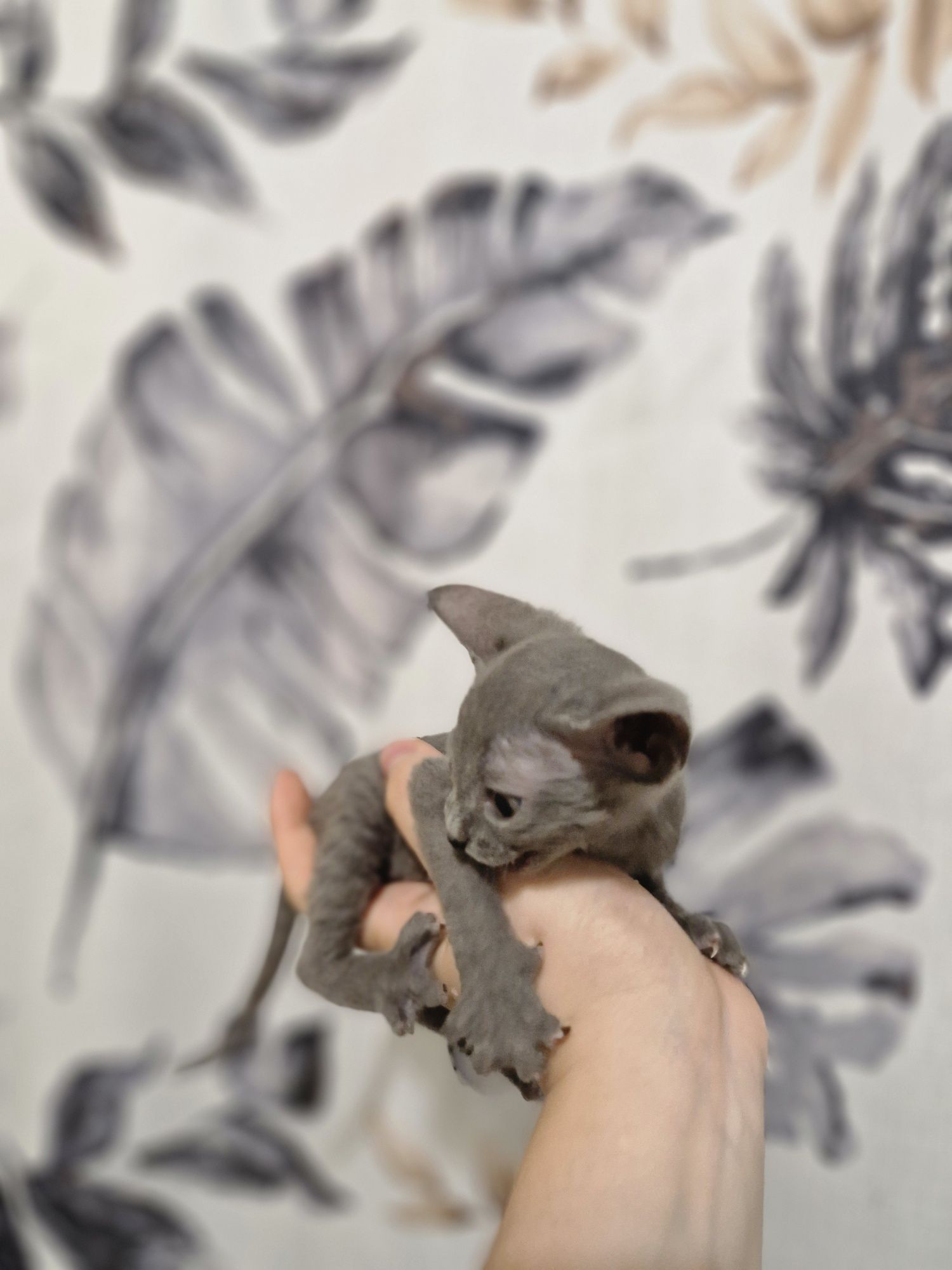Котята породы сфинкс