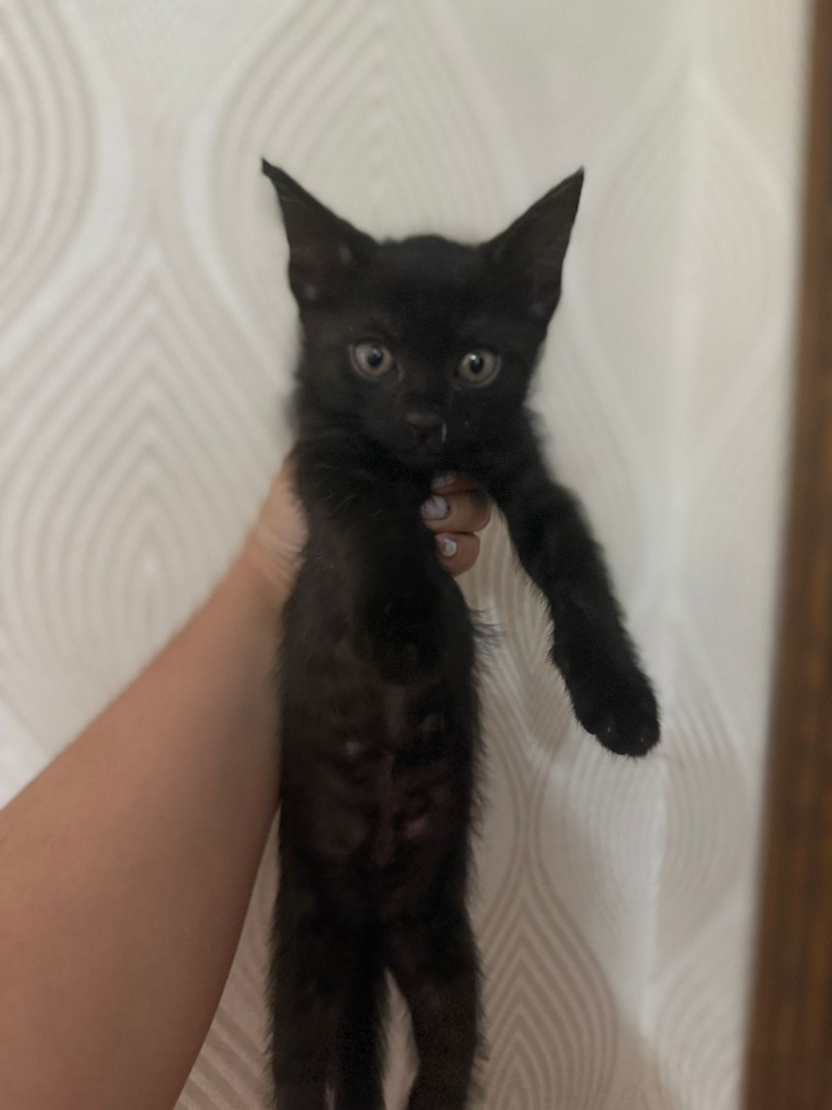 Отдам котенка в добрые руки