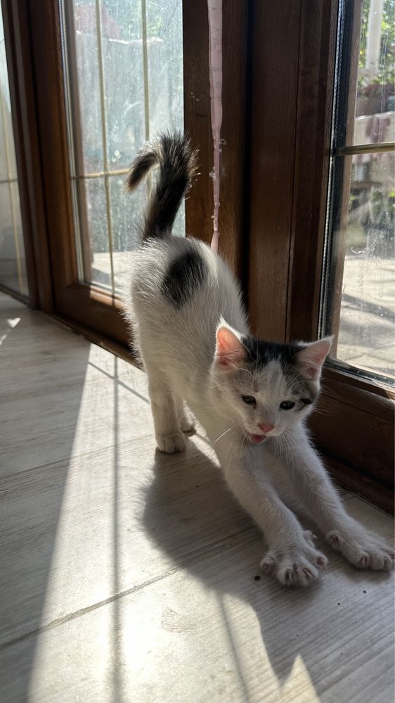 Котята мальчики