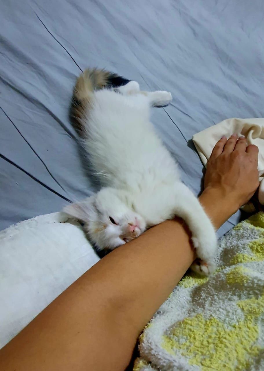 Отдам котят в добрые руки