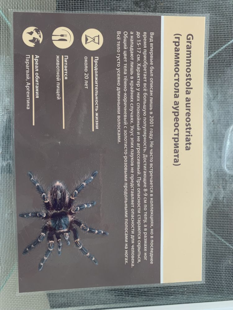Grammostola aureostriata (граммостола ауреостриата)