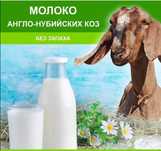 Ешкі сүті. Козье молоко.
