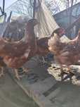 Продам кур ломан Браун