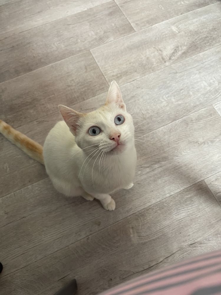Котик в добрые руки